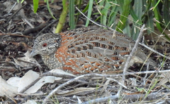 Turnix varius