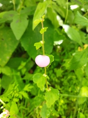 Begonia bulbillifera