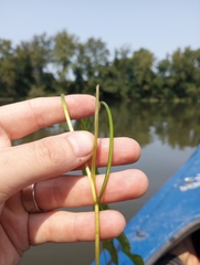 Potamogeton nodosus