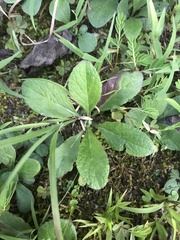 Elephantopus tomentosus