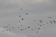 Calcarius lapponicus