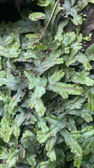 Conocephalum conicum