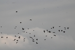 Calcarius lapponicus