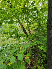 Corylus cornuta