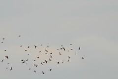 Calcarius lapponicus