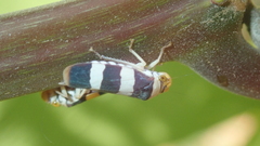 Pseudometopia transversa