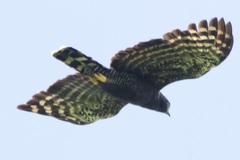 Spizaetus tyrannus