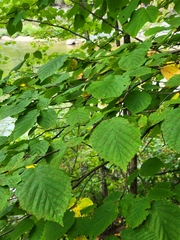 Corylus cornuta