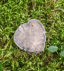 Phellodon niger