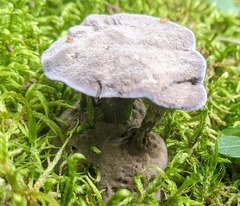 Phellodon niger