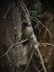 Junco phaeonotus