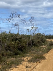 Eucalyptus sepulcralis