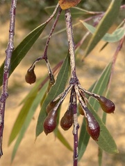 Eucalyptus sepulcralis