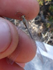 Macronemurus appendiculatus