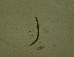 Arthrorhabdus pygmaeus