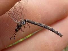 Myrmeleon inconspicuus
