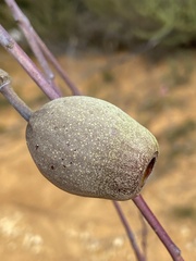 Eucalyptus sepulcralis
