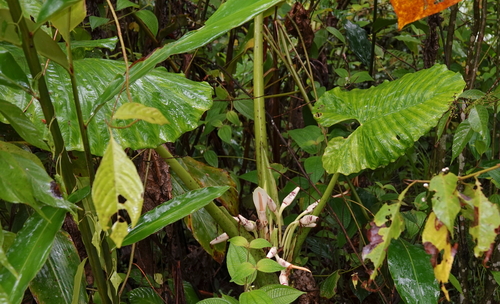 Alocasia sarawakensis, photograph 3