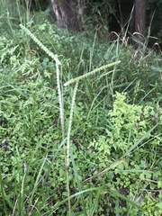 Paspalum floridanum