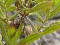 Myrmeleon inconspicuus