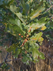 Quercus gambelii
