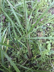 Paspalum floridanum