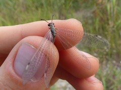 Myrmeleon inconspicuus