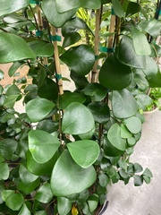 Ficus triangularis