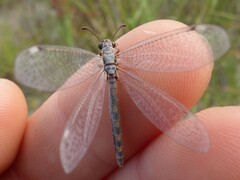Myrmeleon inconspicuus