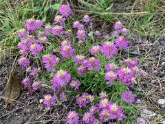 Polygala curtissii