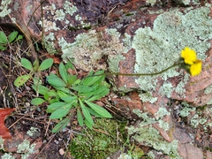 Pilosella piloselloides