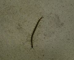 Arthrorhabdus pygmaeus