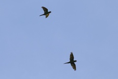 Psittacara leucophthalmus