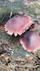 Mycena haematopus