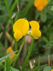 Lotus corniculatus