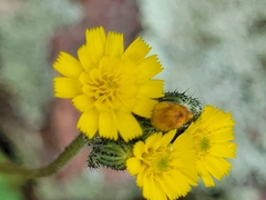 Pilosella piloselloides