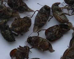 Anthribidae