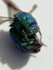 Chrysis lincea