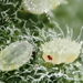Greenhouse Whitefly - Photo (c) Gilles San Martin, some rights reserved (CC BY-SA), uploaded by Gilles San Martin
