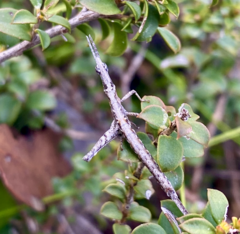 Vandiemenella viatica