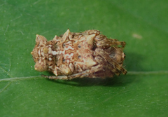 Wagneriana