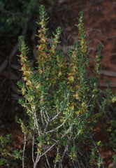 Maireana platycarpa