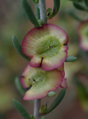 Maireana platycarpa
