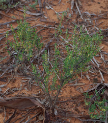 Maireana platycarpa