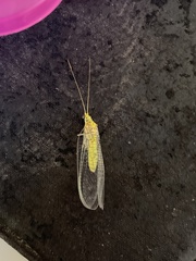 Italochrysa insignis