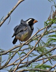 Saltator aurantiirostris