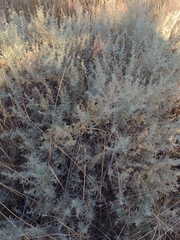 Atriplex canescens