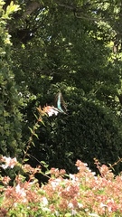 Graphium sarpedon nipponum