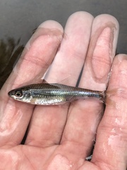 Notropis volucellus
