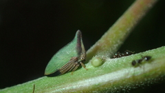 Hemiptycha obtecta